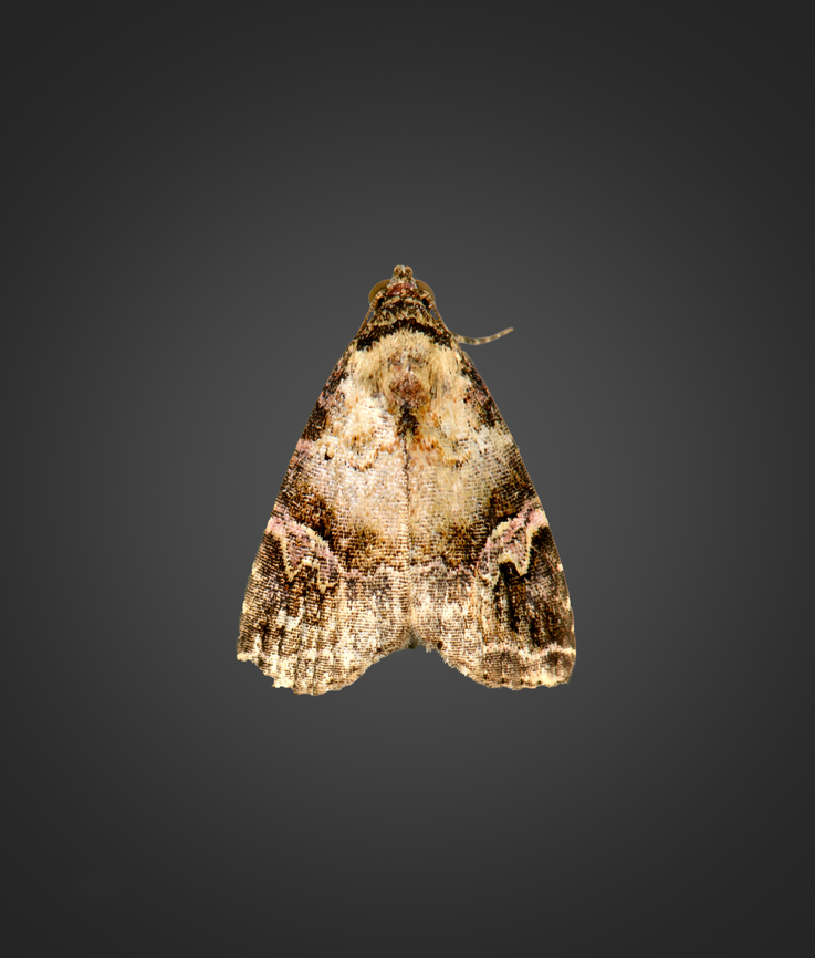 Ozarba sp., Milpe Bird Sanctuary, Ecuador Looks like genus Ozarba to me, but main candidates seem out of range, so unsure. Ecuador,Ecuador 2021,Fall,Geotagged,Milpe Bird Sanctuary,South America,World