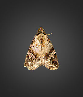 Ozarba sp., Milpe Bird Sanctuary, Ecuador Looks like genus Ozarba to me, but main candidates seem out of range, so unsure. Ecuador,Ecuador 2021,Fall,Geotagged,Milpe Bird Sanctuary,South America,World