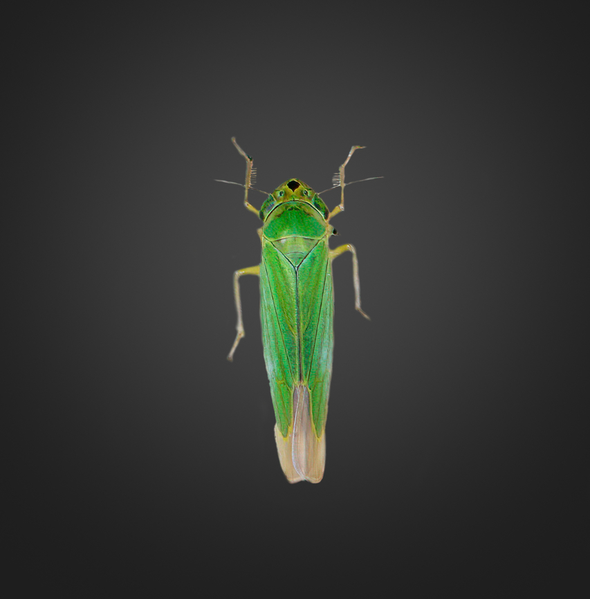 Caldwelliola tharma, Milpe Bird Sanctuary, Ecuador A bonus species from one of my moth photos, accidentally photographed. Caldwelliola tharma,Ecuador,Ecuador 2021,Fall,Geotagged,Milpe Bird Sanctuary,South America,World
