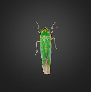 Caldwelliola tharma, Milpe Bird Sanctuary, Ecuador A bonus species from one of my moth photos, accidentally photographed. Caldwelliola tharma,Ecuador,Ecuador 2021,Fall,Geotagged,Milpe Bird Sanctuary,South America,World