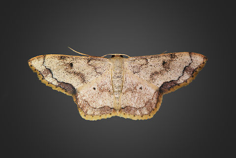 Ideaea sp., Milpe Bird Sanctuary, Ecuador  Ecuador,Ecuador 2021,Fall,Geotagged,Milpe Bird Sanctuary,South America,World