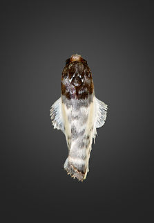 Bird dropping mimic moth, Milpe Bird Sanctuary, Ecuador Similar:
https://www.flickr.com/photos/andreaskay/44062285514 Ecuador,Ecuador 2021,Fall,Geotagged,Milpe Bird Sanctuary,South America,World