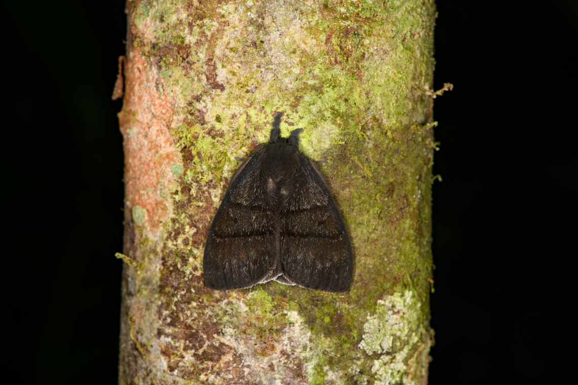 Hylesia? Milpe Bird Sanctuary, Ecuador  Ecuador,Ecuador 2021,Fall,Geotagged,Milpe Bird Sanctuary,South America,World