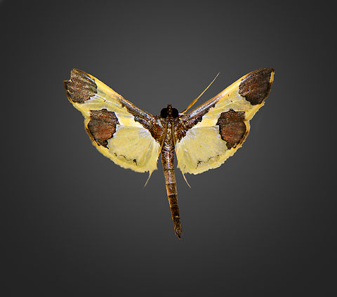 Syllepis hortalis, Milpe Bird Sanctuary, Ecuador  Ecuador,Ecuador 2021,Fall,Geotagged,Milpe Bird Sanctuary,South America,Syllepis hortalis,World