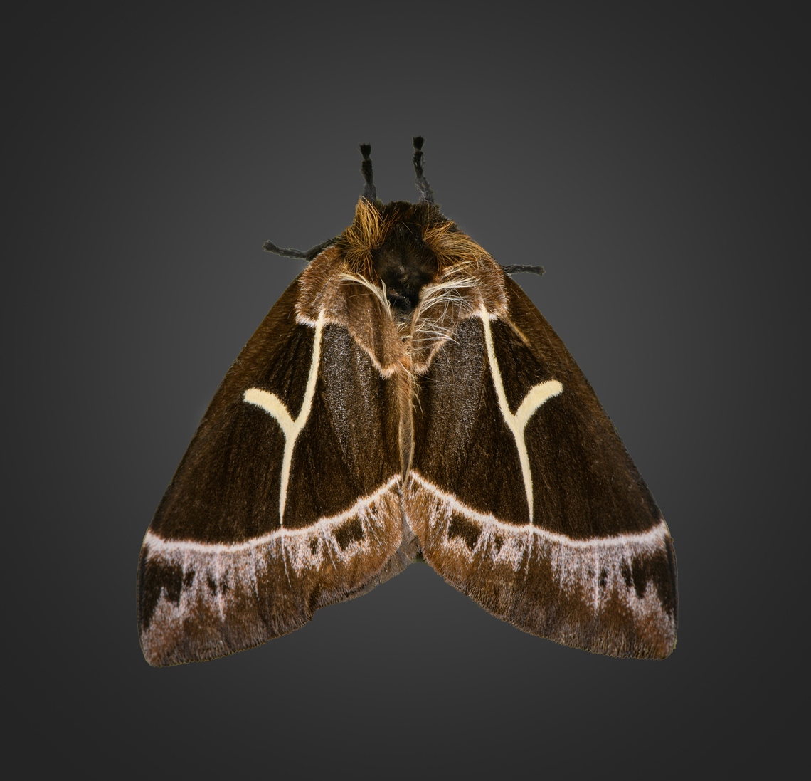 Dirphia horcana, Milpe Bird Sanctuary, Ecuador  Dirphia horcana,Ecuador,Ecuador 2021,Fall,Geotagged,Milpe Bird Sanctuary,South America,World