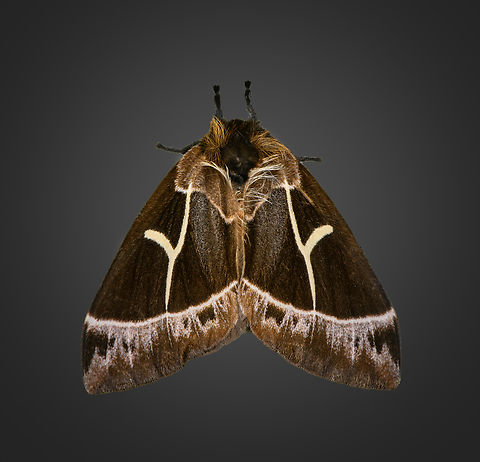 Dirphia horcana, Milpe Bird Sanctuary, Ecuador  Dirphia horcana,Ecuador,Ecuador 2021,Fall,Geotagged,Milpe Bird Sanctuary,South America,World