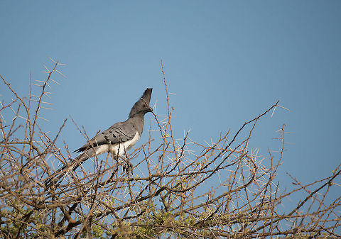 White-bellied Go-away-bird building nest from Acacia tree twigs Tarangire, Tanzania Africa,Corythaixoides leucogaster,Tanzania,Tarangire,Tarangire National Park,White-bellied Go-away-bird