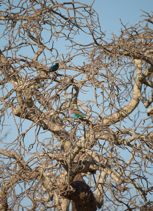 Tree of Color Two very colorful birds occupy this bird in Tarangire, Tanzania: the Lilac-breasted Roller and the Superb starling. Africa,Coracias caudatus,Lilac-breasted Roller,Tanzania,Tarangire,Tarangire National Park