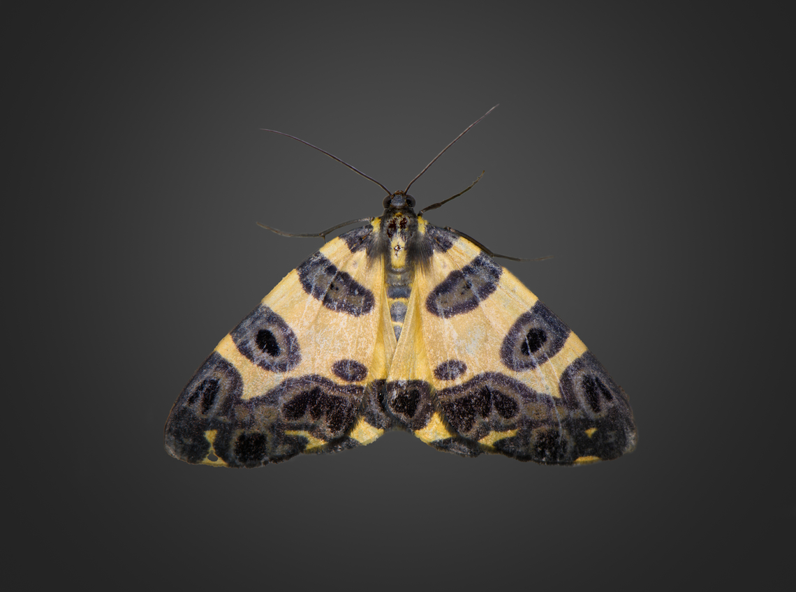 Pantherodes conglomerata, Milpe Bird Sanctuary, Ecuador  Ecuador,Ecuador 2021,Fall,Geotagged,Milpe Bird Sanctuary,Pantherodes conglomerata,South America,World