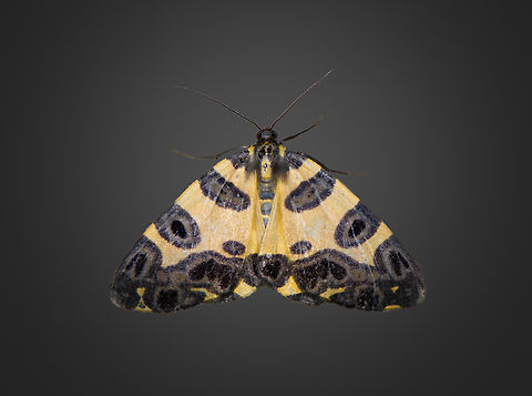 Pantherodes conglomerata, Milpe Bird Sanctuary, Ecuador  Ecuador,Ecuador 2021,Fall,Geotagged,Milpe Bird Sanctuary,Pantherodes conglomerata,South America,World