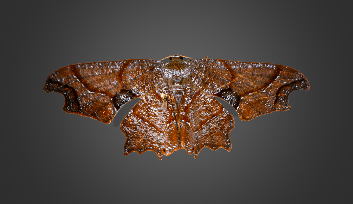 Scoopwing moth, Milpe Bird Sanctuary, Ecuador This moth either has an astonishing feature I haven't seen before, or I'm imagining things. When you look at this moth as a whole, I hope you agree with me that it looks very wet and reflective. Combined with its color, it could easily be mistaken for a wet rotting leaf.<br />
<br />
The crazy part is that the reflection is fake. The moth isn't wet. Every white highlight you see on the wings are fully white scales. It is part of the wing pattern itself.<br />
<br />
So the question is whether this is an "intentional" evolutional trait that aids in camouflage, or just a relatively random pattern that I (perhaps incorrectly) interpret as a reflection.<br />
<br />
In other words, either this moth is crazy or I am. Your votes please. Ecuador,Ecuador 2021,Fall,Geotagged,Milpe Bird Sanctuary,South America,World