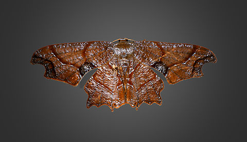 Scoopwing moth, Milpe Bird Sanctuary, Ecuador This moth either has an astonishing feature I haven't seen before, or I'm imagining things. When you look at this moth as a whole, I hope you agree with me that it looks very wet and reflective. Combined with its color, it could easily be mistaken for a wet rotting leaf.

The crazy part is that the reflection is fake. The moth isn't wet. Every white highlight you see on the wings are fully white scales. It is part of the wing pattern itself.

So the question is whether this is an "intentional" evolutional trait that aids in camouflage, or just a relatively random pattern that I (perhaps incorrectly) interpret as a reflection.

In other words, either this moth is crazy or I am. Your votes please. Ecuador,Ecuador 2021,Fall,Geotagged,Milpe Bird Sanctuary,South America,World