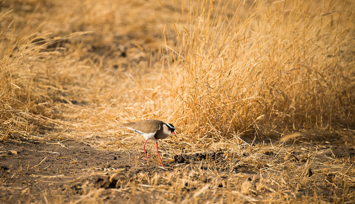 Crowned Lapwing in Tarnagire, Tanzania The sexes of this bird are alike. Africa,Crowned Lapwing,Tanzania,Tarangire,Tarangire National Park,Vanellus coronatus