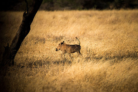 Pumba (Warthog ) on the run in Tarangire, Tanzania One funny feat of warthogs is that they keep their tails straight up whilst running. Africa,Phacochoerus africanus,Tanzania,Tarangire,Tarangire National Park,Warthog