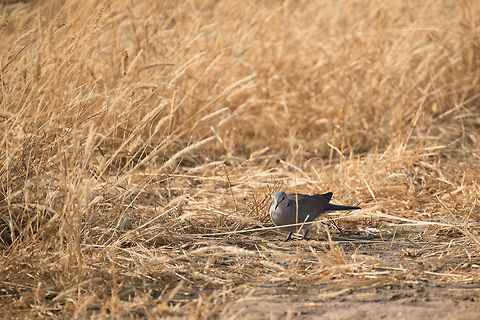 Ring-necked Dove in Tarangire, Tanzania  Africa,Ring-necked Dove,Streptopelia capicola,Tanzania,Tarangire,Tarangire National Park