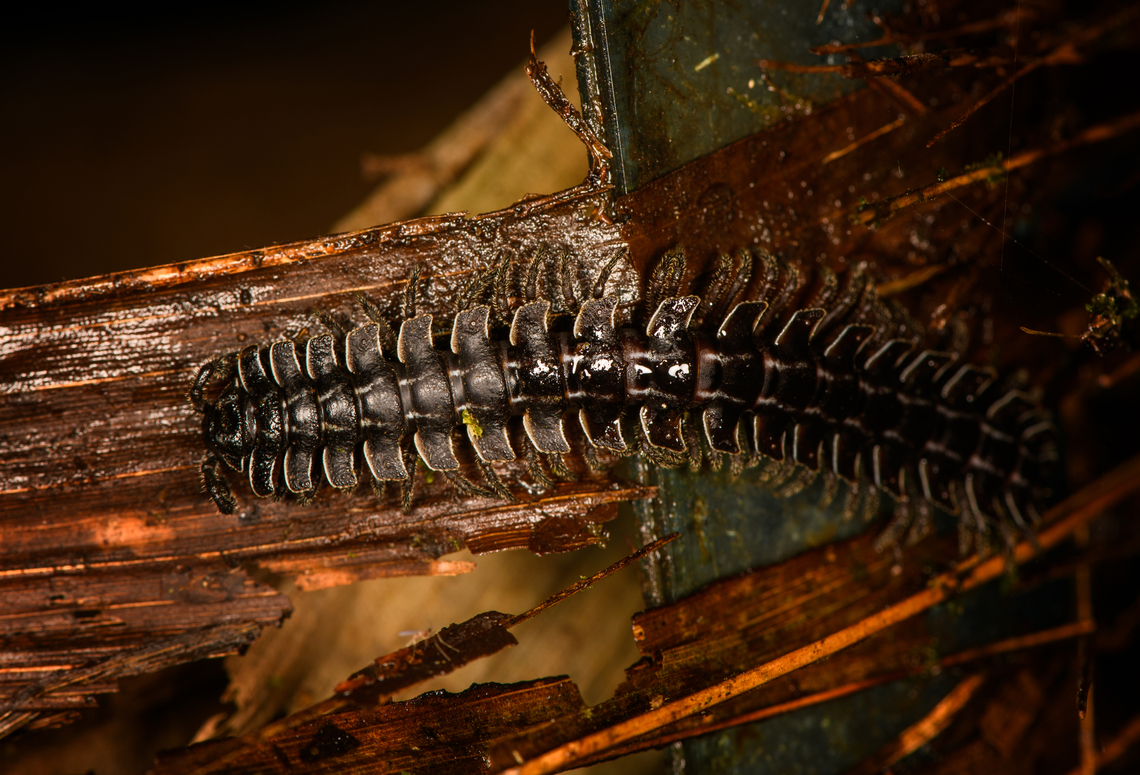 Flat-backed millipede, Milpe Bird Sanctuary, Ecuador Possibly genus Barydesmus. These are harmless leaf composers yet you should not handle them with your bare hands, as they store chemicals in their glands. Interestingly, some creatures in the cloud forest have learned to make use of this. For example, some monkeys rub millipedes on their skin to protect against mosquitos. <br />
<br />
Source of this info:<br />
<a href="https://www.mashpilodge.com/blog/millipede-more-or-less-one-thousand-feet/" rel="nofollow">https://www.mashpilodge.com/blog/millipede-more-or-less-one-thousand-feet/</a> Ecuador,Ecuador 2021,Fall,Geotagged,Milpe Bird Sanctuary,South America,World