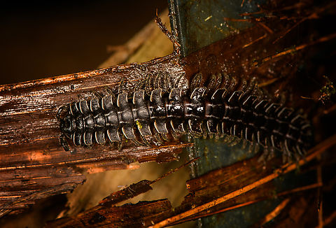 Flat-backed millipede, Milpe Bird Sanctuary, Ecuador Possibly genus Barydesmus. These are harmless leaf composers yet you should not handle them with your bare hands, as they store chemicals in their glands. Interestingly, some creatures in the cloud forest have learned to make use of this. For example, some monkeys rub millipedes on their skin to protect against mosquitos. 

Source of this info:
https://www.mashpilodge.com/blog/millipede-more-or-less-one-thousand-feet/ Ecuador,Ecuador 2021,Fall,Geotagged,Milpe Bird Sanctuary,South America,World
