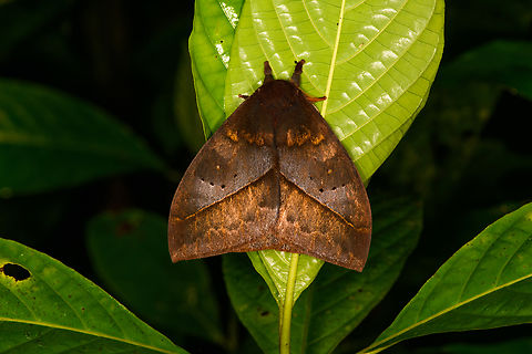 Automeris boops on leaf, Milpe Bird Sanctuary, Ecuador  Automeris boops,Ecuador,Ecuador 2021,Fall,Geotagged,Milpe Bird Sanctuary,South America,World