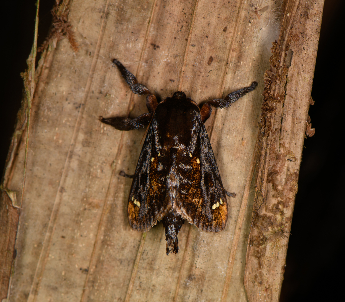 Acharia hyperoche, Milpe Bird Sanctuary, Ecuador  Acharia hyperoche,Ecuador,Ecuador 2021,Fall,Geotagged,Milpe Bird Sanctuary,South America,World