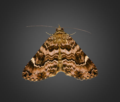 Coenipeta tanais, Milpe Bird Sanctuary, Ecuador  Coenipeta tanais,Ecuador,Ecuador 2021,Fall,Geotagged,Milpe Bird Sanctuary,South America,World