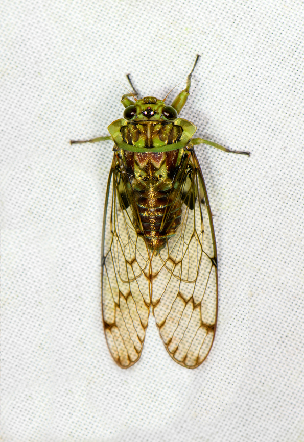 Onoralna falcata, Milpe Bird Sanctuary, Ecuador Reference for ID:<br />
<a href="https://www.flickr.com/photos/andreaskay/44238032651/in/album-72157629903615123/" rel="nofollow">https://www.flickr.com/photos/andreaskay/44238032651/in/album-72157629903615123/</a> Ecuador,Ecuador 2021,Fall,Geotagged,Milpe Bird Sanctuary,Onoralna falcata,South America,World