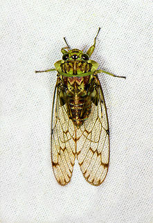 Onoralna falcata, Milpe Bird Sanctuary, Ecuador Reference for ID:
https://www.flickr.com/photos/andreaskay/44238032651/in/album-72157629903615123/ Ecuador,Ecuador 2021,Fall,Geotagged,Milpe Bird Sanctuary,Onoralna falcata,South America,World