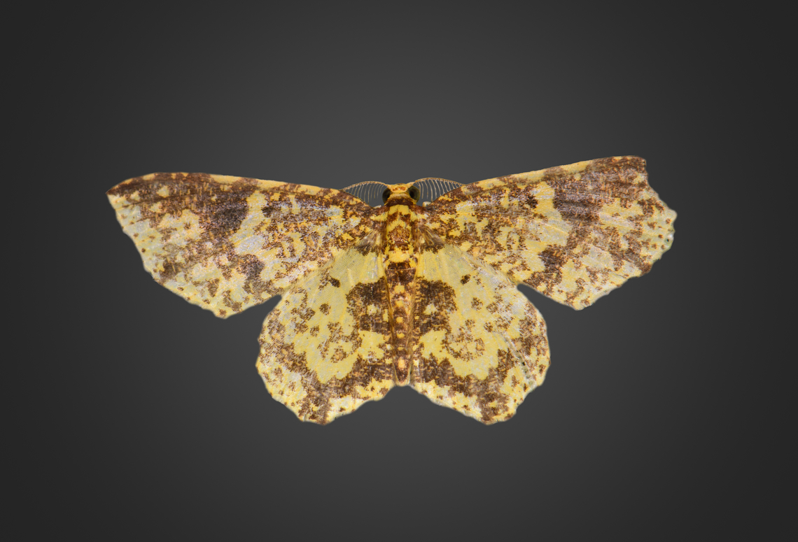 Eois numida, Milpe Bird Sanctuary, Ecuador  Ecuador,Ecuador 2021,Eois numida,Fall,Geotagged,Milpe Bird Sanctuary,South America,World