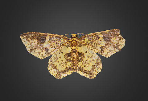 Eois numida, Milpe Bird Sanctuary, Ecuador  Ecuador,Ecuador 2021,Eois numida,Fall,Geotagged,Milpe Bird Sanctuary,South America,World