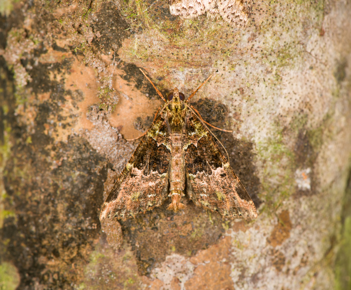 Cidariophanes canopus, Milpe Bird Sanctuary, Ecuador  Cidariophanes canopus,Ecuador,Ecuador 2021,Fall,Geotagged,Milpe Bird Sanctuary,South America,World