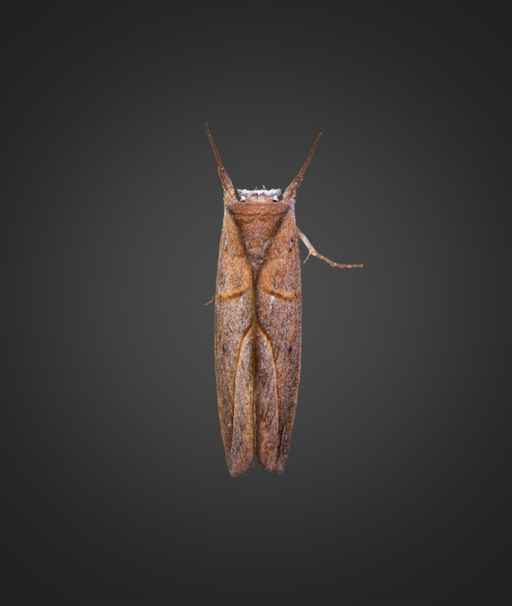 Hemiceras transducta, Milpe Bird Sanctuary, Ecuador Reference:<br />
<a href="https://leps.fieldguide.ai/figure/5dd56f563c12ef1be9aa1435/detail?profile=figures&amp;category=59bb2652929d3d10ea9ae431" rel="nofollow">https://leps.fieldguide.ai/figure/5dd56f563c12ef1be9aa1435/detail?profile=figures&amp;category=59bb2652929d3d10ea9ae431</a> Ecuador,Ecuador 2021,Fall,Geotagged,Hemiceras transducta,Milpe Bird Sanctuary,South America,World