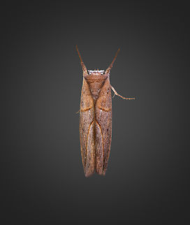 Hemiceras transducta, Milpe Bird Sanctuary, Ecuador Reference:
https://leps.fieldguide.ai/figure/5dd56f563c12ef1be9aa1435/detail?profile=figures&category=59bb2652929d3d10ea9ae431 Ecuador,Ecuador 2021,Fall,Geotagged,Hemiceras transducta,Milpe Bird Sanctuary,South America,World