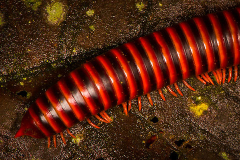 Round-backed Millipede - back, Milpe Bird Sanctuary, Ecuador https://www.jungledragon.com/image/128752/round-backed_millipede_milpe_bird_sanctuary_ecuador.html
https://www.jungledragon.com/image/128751/round-backed_millipede_-_front_milpe_bird_sanctuary_ecuador.html Ecuador,Ecuador 2021,Fall,Geotagged,Milpe Bird Sanctuary,South America,World