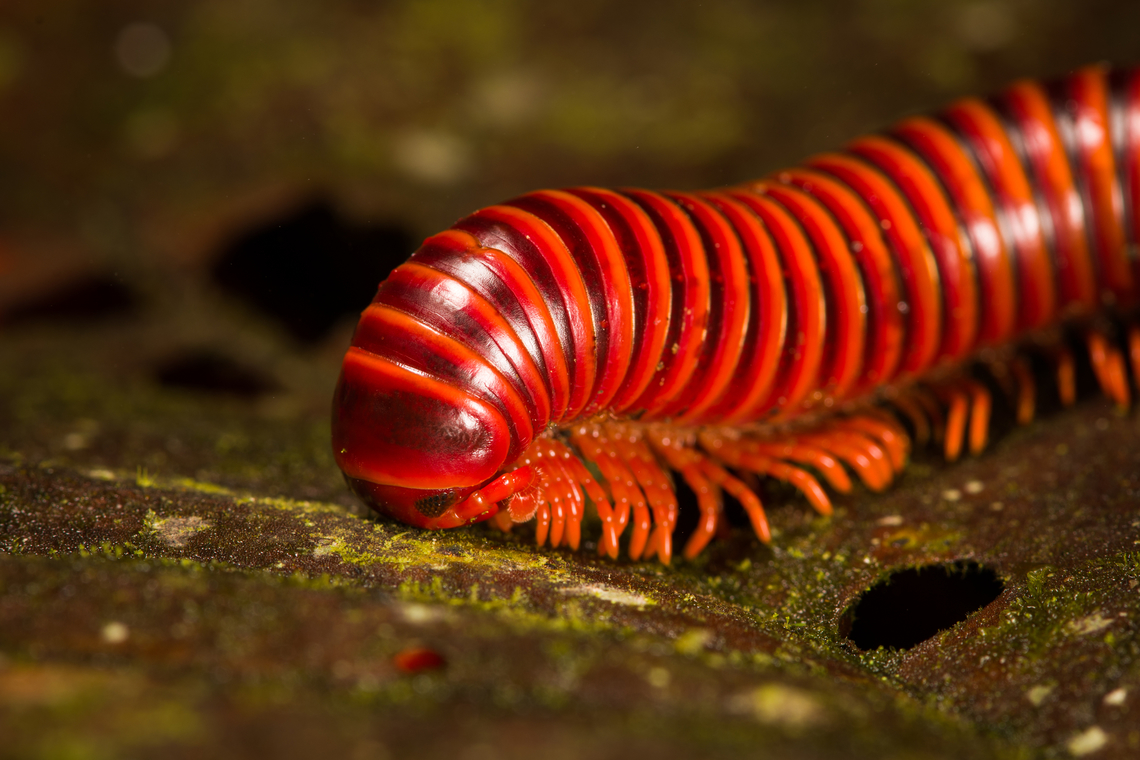 Round-backed Millipede - front, Milpe Bird Sanctuary, Ecuador <figure class="photo"><a href="https://www.jungledragon.com/image/128752/round-backed_millipede_milpe_bird_sanctuary_ecuador.html" title="Round-backed Millipede, Milpe Bird Sanctuary, Ecuador"><img src="https://s3.amazonaws.com/media.jungledragon.com/images/2/128752_thumb.jpg?AWSAccessKeyId=05GMT0V3GWVNE7GGM1R2&Expires=1759968010&Signature=374ZraC0OqqnfTnz1%2B9r5kDfrIg%3D" width="200" height="198" alt="Round-backed Millipede, Milpe Bird Sanctuary, Ecuador https://www.jungledragon.com/image/128750/round-backed_millipede_-_back_milpe_bird_sanctuary_ecuador.html<br />
https://www.jungledragon.com/image/128751/round-backed_millipede_-_front_milpe_bird_sanctuary_ecuador.html Ecuador,Ecuador 2021,Fall,Geotagged,Milpe Bird Sanctuary,South America,World" /></a></figure><br />
<figure class="photo"><a href="https://www.jungledragon.com/image/128750/round-backed_millipede_-_back_milpe_bird_sanctuary_ecuador.html" title="Round-backed Millipede - back, Milpe Bird Sanctuary, Ecuador"><img src="https://s3.amazonaws.com/media.jungledragon.com/images/2/128750_thumb.jpg?AWSAccessKeyId=05GMT0V3GWVNE7GGM1R2&Expires=1759968010&Signature=iQHa0eqdxRe2a1Nl6gOuhE3fWzs%3D" width="200" height="134" alt="Round-backed Millipede - back, Milpe Bird Sanctuary, Ecuador https://www.jungledragon.com/image/128752/round-backed_millipede_milpe_bird_sanctuary_ecuador.html<br />
https://www.jungledragon.com/image/128751/round-backed_millipede_-_front_milpe_bird_sanctuary_ecuador.html Ecuador,Ecuador 2021,Fall,Geotagged,Milpe Bird Sanctuary,South America,World" /></a></figure> Ecuador,Ecuador 2021,Fall,Geotagged,Milpe Bird Sanctuary,South America,World