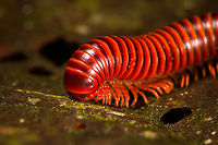 Round-backed Millipede - front, Milpe Bird Sanctuary, Ecuador https://www.jungledragon.com/image/128752/round-backed_millipede_milpe_bird_sanctuary_ecuador.html<br />
https://www.jungledragon.com/image/128750/round-backed_millipede_-_back_milpe_bird_sanctuary_ecuador.html Ecuador,Ecuador 2021,Fall,Geotagged,Milpe Bird Sanctuary,South America,World