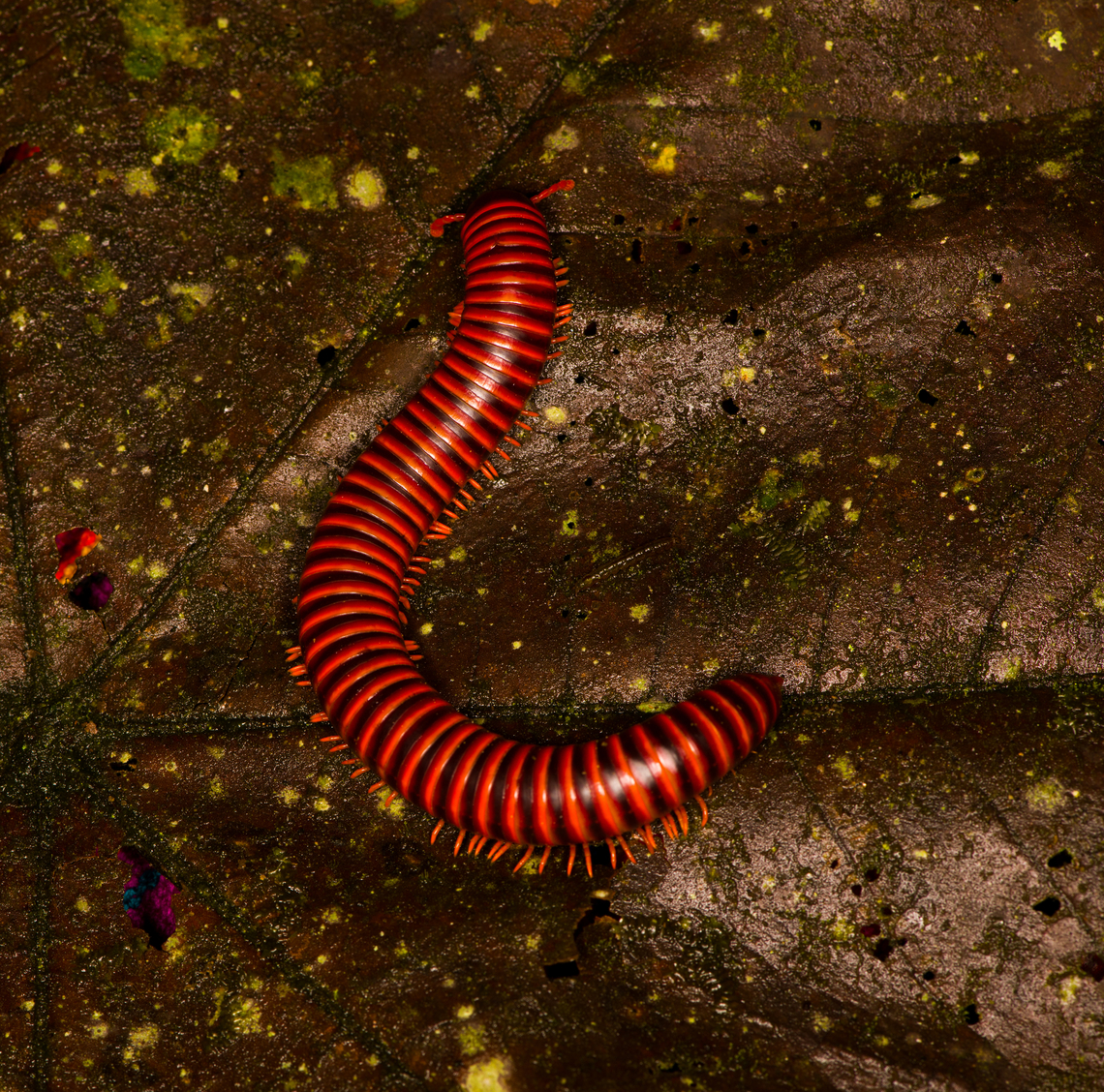 Round-backed Millipede, Milpe Bird Sanctuary, Ecuador <figure class="photo"><a href="https://www.jungledragon.com/image/128750/round-backed_millipede_-_back_milpe_bird_sanctuary_ecuador.html" title="Round-backed Millipede - back, Milpe Bird Sanctuary, Ecuador"><img src="https://s3.amazonaws.com/media.jungledragon.com/images/2/128750_thumb.jpg?AWSAccessKeyId=05GMT0V3GWVNE7GGM1R2&Expires=1759968010&Signature=iQHa0eqdxRe2a1Nl6gOuhE3fWzs%3D" width="200" height="134" alt="Round-backed Millipede - back, Milpe Bird Sanctuary, Ecuador https://www.jungledragon.com/image/128752/round-backed_millipede_milpe_bird_sanctuary_ecuador.html<br />
https://www.jungledragon.com/image/128751/round-backed_millipede_-_front_milpe_bird_sanctuary_ecuador.html Ecuador,Ecuador 2021,Fall,Geotagged,Milpe Bird Sanctuary,South America,World" /></a></figure><br />
<figure class="photo"><a href="https://www.jungledragon.com/image/128751/round-backed_millipede_-_front_milpe_bird_sanctuary_ecuador.html" title="Round-backed Millipede - front, Milpe Bird Sanctuary, Ecuador"><img src="https://s3.amazonaws.com/media.jungledragon.com/images/2/128751_thumb.jpg?AWSAccessKeyId=05GMT0V3GWVNE7GGM1R2&Expires=1759968010&Signature=w9jA6ru%2BiL6kTlbwWEncdgTNaMw%3D" width="200" height="134" alt="Round-backed Millipede - front, Milpe Bird Sanctuary, Ecuador https://www.jungledragon.com/image/128752/round-backed_millipede_milpe_bird_sanctuary_ecuador.html<br />
https://www.jungledragon.com/image/128750/round-backed_millipede_-_back_milpe_bird_sanctuary_ecuador.html Ecuador,Ecuador 2021,Fall,Geotagged,Milpe Bird Sanctuary,South America,World" /></a></figure> Ecuador,Ecuador 2021,Fall,Geotagged,Milpe Bird Sanctuary,South America,World