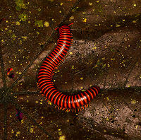 Round-backed Millipede, Milpe Bird Sanctuary, Ecuador https://www.jungledragon.com/image/128750/round-backed_millipede_-_back_milpe_bird_sanctuary_ecuador.html<br />
https://www.jungledragon.com/image/128751/round-backed_millipede_-_front_milpe_bird_sanctuary_ecuador.html Ecuador,Ecuador 2021,Fall,Geotagged,Milpe Bird Sanctuary,South America,World