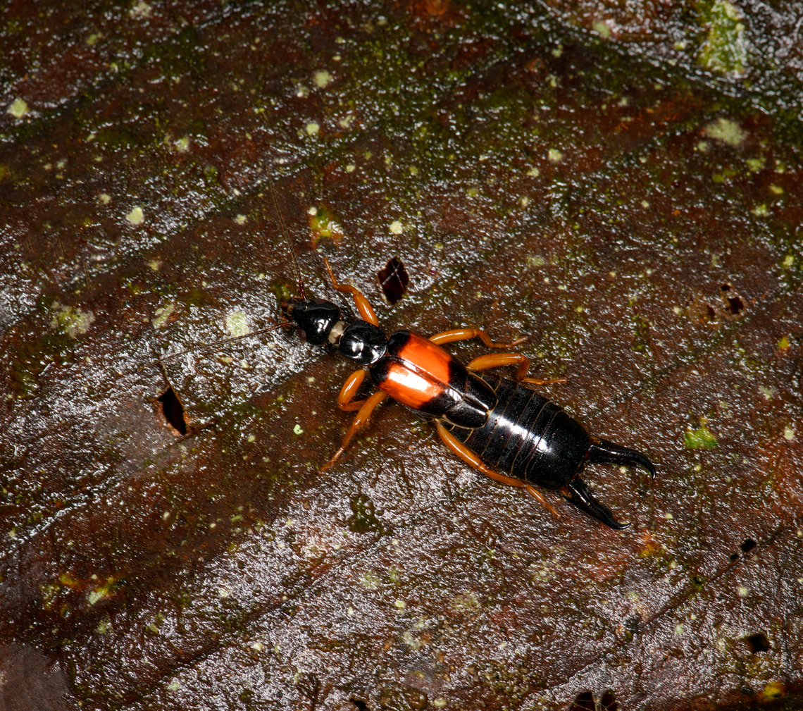 Carcinophora americana (earwig), Milpe Bird Sanctuary, Ecuador  Carcinophora americana,Ecuador,Ecuador 2021,Fall,Geotagged,Milpe Bird Sanctuary,South America,World