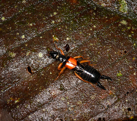 Carcinophora americana (earwig), Milpe Bird Sanctuary, Ecuador  Carcinophora americana,Ecuador,Ecuador 2021,Fall,Geotagged,Milpe Bird Sanctuary,South America,World