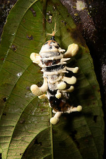 Cordyceps - top view, Milpe Bird Sanctuary, Ecuador A cordyceps found by our guide Manuel Espejo on the forest floor at night. Likely on a butterfly pupa.
https://www.jungledragon.com/image/128771/cordyceps_milpe_bird_sanctuary_ecuador.html

This concludes our Milpe stay. Ecuador,Ecuador 2021,Fall,Geotagged,Milpe Bird Sanctuary,South America,World