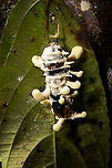 Cordyceps - top view, Milpe Bird Sanctuary, Ecuador A cordyceps found by our guide Manuel Espejo on the forest floor at night. Likely on a butterfly pupa.<br />
https://www.jungledragon.com/image/128771/cordyceps_milpe_bird_sanctuary_ecuador.html<br />
<br />
This concludes our Milpe stay. Ecuador,Ecuador 2021,Fall,Geotagged,Milpe Bird Sanctuary,South America,World