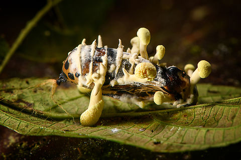 Cordyceps, Milpe Bird Sanctuary, Ecuador A cordyceps found by our guide Manuel Espejo on the forest floor at night. Likely on a butterfly pupa.
https://www.jungledragon.com/image/128770/cordyceps_-_top_view_milpe_bird_sanctuary_ecuador.html

This concludes our Milpe stay. Ecuador,Ecuador 2021,Fall,Geotagged,Milpe Bird Sanctuary,South America,World