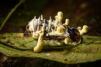Cordyceps, Milpe Bird Sanctuary, Ecuador A cordyceps found by our guide Manuel Espejo on the forest floor at night. Likely on a butterfly pupa.<br />
https://www.jungledragon.com/image/128770/cordyceps_-_top_view_milpe_bird_sanctuary_ecuador.html<br />
<br />
This concludes our Milpe stay. Ecuador,Ecuador 2021,Fall,Geotagged,Milpe Bird Sanctuary,South America,World