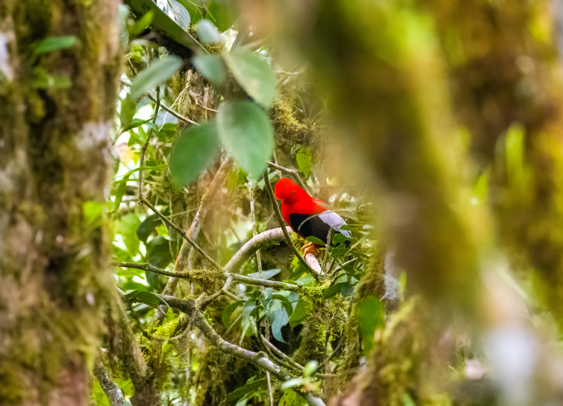 Andean cock-of-the-rock, Angel Paz, Ecuador The next location in our Ecuador trip is a daytime visit to &quot;Refugio Paz de Las Aves&quot;. This is a private reserve famous for its antpittas. The owner was one of the first in the world to establish a relation of trust with these birds, allowing visitors a reasonable chance of seeing them. <br />
<br />
As an appetizer, the beginning of the tour gives a view of a lek of Andean cock-of-the-rocks, but it&#039;s too remote for good closeups. Andean cock-of-the-rock,Angel Paz,Ecuador,Ecuador 2021,Fall,Geotagged,Refugio Paz de Las Aves,Rupicola peruvianus,South America,World