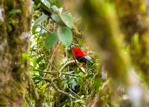 Andean cock-of-the-rock, Angel Paz, Ecuador The next location in our Ecuador trip is a daytime visit to "Refugio Paz de Las Aves". This is a private reserve famous for its antpittas. The owner was one of the first in the world to establish a relation of trust with these birds, allowing visitors a reasonable chance of seeing them. 

As an appetizer, the beginning of the tour gives a view of a lek of Andean cock-of-the-rocks, but it's too remote for good closeups. Andean cock-of-the-rock,Angel Paz,Ecuador,Ecuador 2021,Fall,Geotagged,Refugio Paz de Las Aves,Rupicola peruvianus,South America,World