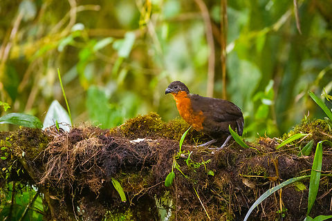 Dark-backed wood quail, Angel Paz, Ecuador A vulnerable bird due to its small and fragmented range. This is a feeder situation where the bird is lured by worms. Angel Paz,Dark-backed wood quail,Ecuador,Ecuador 2021,Fall,Geotagged,Odontophorus  melanonotus,Refugio Paz de Las Aves,South America,World