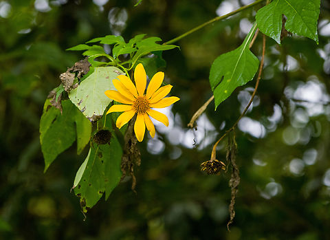Mexican Sunflower, Angel Paz, Ecuador  Angel Paz,Ecuador,Ecuador 2021,Fall,Geotagged,Mexican Sunflower,Refugio Paz de Las Aves,South America,Tithonia diversifolia,World