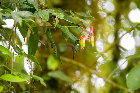 White-throated daggerbill - feeding, Angel Paz, Ecuador Note the extremely pointy bill used to pierce flowers.
https://www.jungledragon.com/image/128786/white-throated_daggerbill_angel_paz_ecuador.html Angel Paz,Ecuador,Ecuador 2021,Fall,Geotagged,Refugio Paz de Las Aves,Schistes albogularis,South America,White-throated daggerbill,World