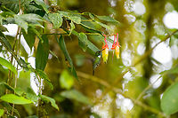White-throated daggerbill - feeding, Angel Paz, Ecuador Note the extremely pointy bill used to pierce flowers.<br />
https://www.jungledragon.com/image/128786/white-throated_daggerbill_angel_paz_ecuador.html Angel Paz,Ecuador,Ecuador 2021,Fall,Geotagged,Refugio Paz de Las Aves,Schistes albogularis,South America,White-throated daggerbill,World