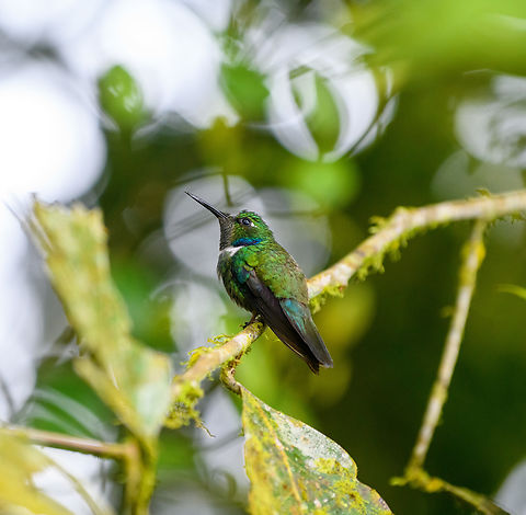White-throated daggerbill, Angel Paz, Ecuador Note the extremely pointy bill used to pierce flowers.
https://www.jungledragon.com/image/128785/white-throated_daggerbill_-_feeding_angel_paz_ecuador.html Angel Paz,Ecuador,Ecuador 2021,Fall,Geotagged,Refugio Paz de Las Aves,Schistes albogularis,South America,White-throated daggerbill,World