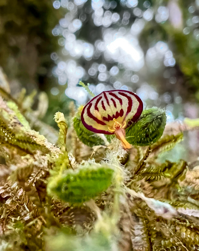 Short-Haired Lepanthes / Andinia pilosella, Angel Paz, Ecuador Bit of a crappy smartphone shot, had no opportunity to switch to macro.<br />
<br />
The common name is misleading. This species was once called "Lepanthes pilosella" but later established as Andinia pilosella (2017). So it looks like it's not an actual lepanthes. Andinia pilosella,Angel Paz,Ecuador,Ecuador 2021,Fall,Geotagged,Refugio Paz de Las Aves,Short-Haired Lepanthes,South America,World